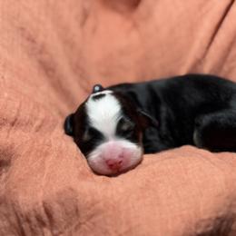 Pay Day - Tri-color male Bernedoodle puppy in El Campo, Texas from Little Fur Friends Bernedoodles