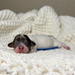 Shadow - Piebald male Dachshund puppy in Merced, California from The Graceful Dachshund Kennel