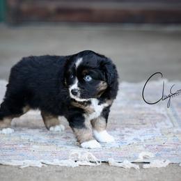 Martin - Black tri male Miniature Australian Shepherd puppy in Prague, Oklahoma from Clay Creek Aussies