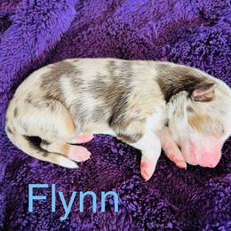 Flynn - Red merle male Australian Shepherd puppy in Charlotte, North Carolina from Awesome Aussies