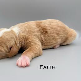 Faith - female Australian Mountain Doodle puppy in Chattanooga, Tennessee from River City Doodles TN