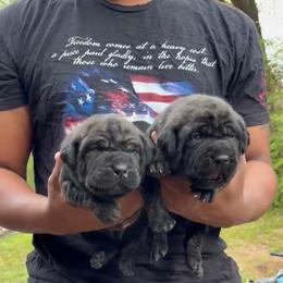 Humble - Black brindle male Cane Corso puppy in Dallas, Texas from Exotic Empire Kennels LLC