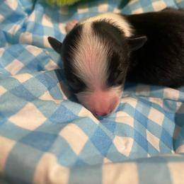Black White Male - Black and white male Aussiedoodle puppy in Bee Branch, Arkansas from Scroggins Creek Doodles