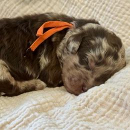 Orange - Merle male Goldendoodle puppy in Hesperia, Michigan from Red Acres Poodles & Doodles