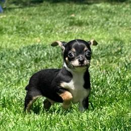 Darin AKC - Black and tan male Chihuahua puppy in Seneca, Missouri from Stephanie’s Puppy Colony