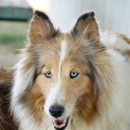 Diamond - Shetland Sheepdog