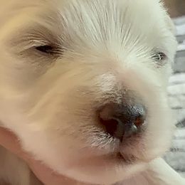 Maltese from LittleFurryFriends