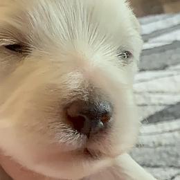 Maltese from LittleFurryFriends