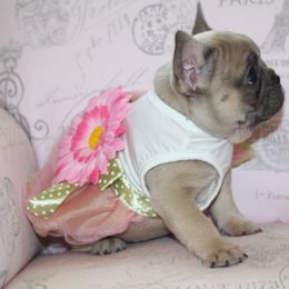 French Bulldog Puppies from 5th Avenue French Bulldogs