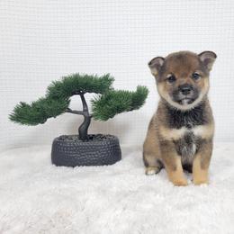 Kuki - Sesame female Shiba Inu puppy in Sacramento, California from Shiba Inu of Matrix