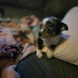 Leroy Jr - Blue merle male Chihuahua puppy in Springfield, Missouri from Carly Parker