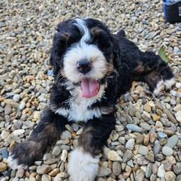 Yellow - Tri-color female Bernedoodle puppy in Shelby, North Carolina from Forever Grateful Doodles