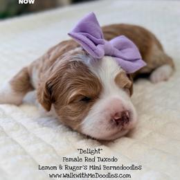 Delight - Red female Bernedoodle puppy in Orange, Texas from Walk with Me Doodles