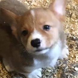 American Corgis and Pembroke Welsh Corgis from Wildfire Ranch