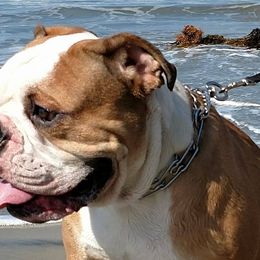 Olde English Bulldogges from Bobblehead Bulldogges