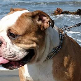 Olde English Bulldogges from Bobblehead Bulldogges