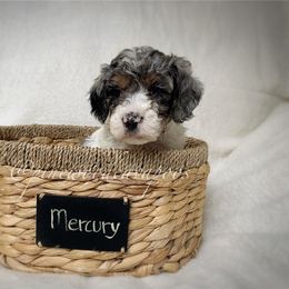 Cavapoo Puppies from Pinewood Cavapoos