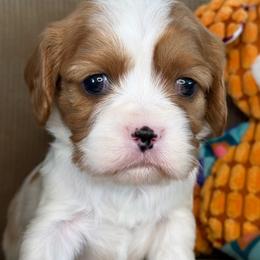 Annie - Ruby female Cavalier King Charles Spaniel puppy in Yuciapa, California from AlltheDoodlez_