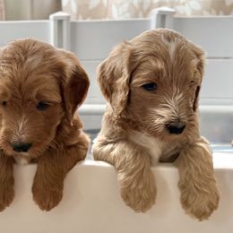 Goldendoodle puppies from Hilltop Goldendoodles