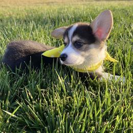 Pembroke Welsh Corgi Puppies from Cactus Corgis