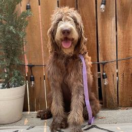 Labradoodles from Caribbean Breeders