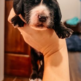 English Cocker Spaniel Puppies from MD Dogs Inc