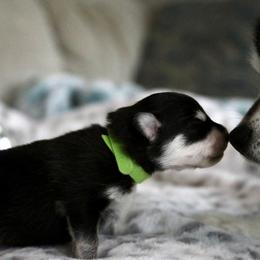 Pomsky Puppies from Saint Peters Pomskies
