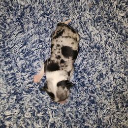 BLITZEN - Merle male Chihuahua puppy in Fort Myers, Florida from Legends Frenchton's, French Bulldogs ,Boston Terriers, Reindeer chihuahuas & French Bullhuahua's