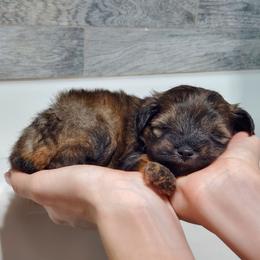 Lupin - Liver male Miniature Schnauzer puppy in Sandy, Utah from Phantom League Schnauzers