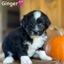 Ginger - Black tri-color female Aussiedoodle puppy in Lancaster, Minnesota from Finney Ranch