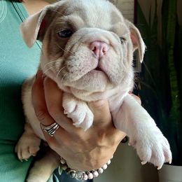 Independence - Lilac tri-color male Bulldog puppy in Zionsville, Indiana from Midwest Bulldogs