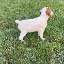 Brittany Puppies from Assets Brittany’s