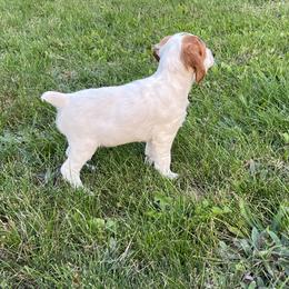 Brittany Puppies from Assets Brittany’s
