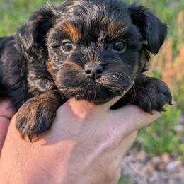 Treble - Black male Shihpoo puppy in Coshocton, Ohio from Forever Family Puppies