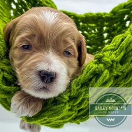 Pink Girl - Red  female Goldendoodle puppy in Travelers Rest, South Carolina from Bailey Mountain Doodles