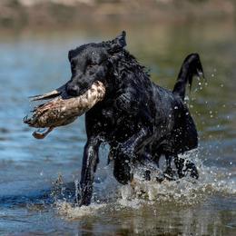 Flat-Coated Retrievers from Sanderling Flat-Coated Retrievers