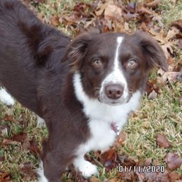 Breck - Australian Shepherd