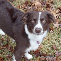 Breck - Australian Shepherd