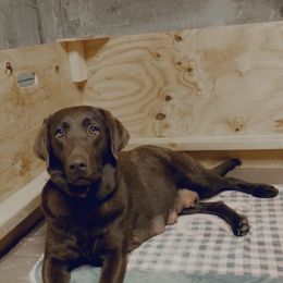 Nova - Dilute Retriever