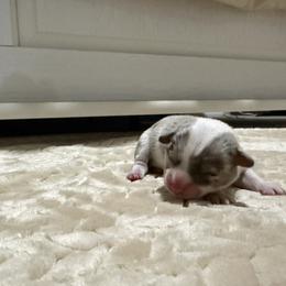 Girl 2 - Blue merle and white female American Corgi puppy in Decatur, Texas from Bar S Corgis