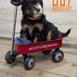 Gooseberry - Tri-color male Bernedoodle puppy in Cambridge, Minnesota from Country Meadow Doodles