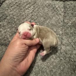 'Michael' - Lilac male Boston Terrier puppy in Temple, Texas from Splashed To Perfection Farms