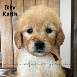 Toby Keith - Cream male Goldendoodle puppy in Lancaster, Minnesota from North Star Dog Training