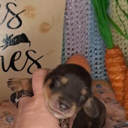 3500..Lilly dapple - Dapple female Dachshund puppy in Winter Haven, Florida from Gateway 2 Little Paws