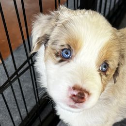 Bob - Red Miniature American Shepherd puppy in Litchfield Park, Arizona from New Dawn Aussies