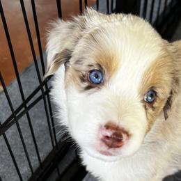 Bob - Red Miniature American Shepherd puppy in Litchfield Park, Arizona from New Dawn Aussies