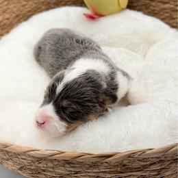 Tito Bandito - Blue male Pembroke Welsh Corgi puppy in Casper, Wyoming from Flying Note Shorties