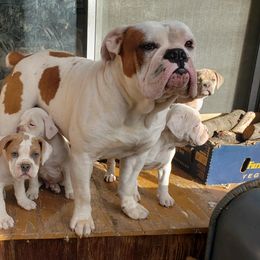 Olde English Bulldogges from Blue Knob OEB's