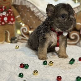 Lawton-TEDDY BEAR FRENCHIE - Blue male French Bulldog puppy in Garland, Texas from Brewer's Doodles and French Bulldogs