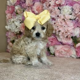 Bells - Buff and white female Cockapoo puppy in Rolla, Missouri from Diamond K
